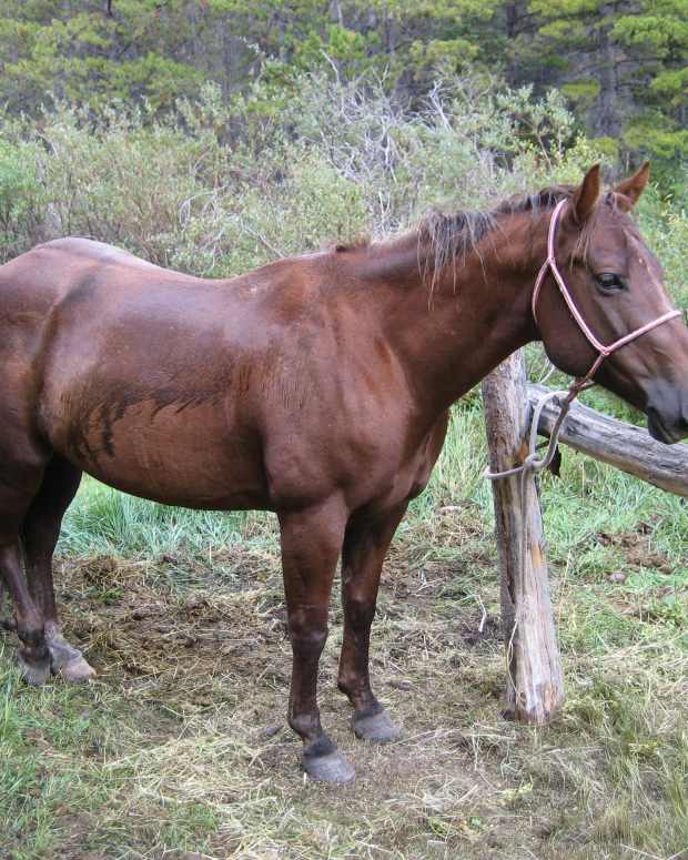 Horse Training Tools Martingales PetHelpful By fellow animal