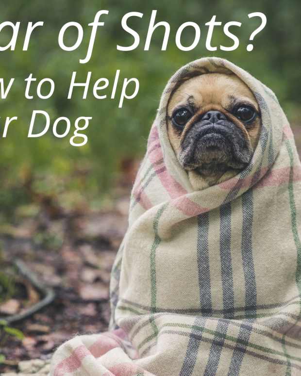 Help Your Fearful Dog With the "Jolly Routine" Training Method PetHelpful By fellow animal