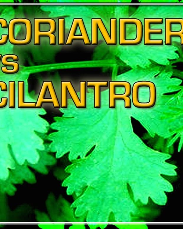 Coriander and Cilantro What's the Difference? Delishably Food and