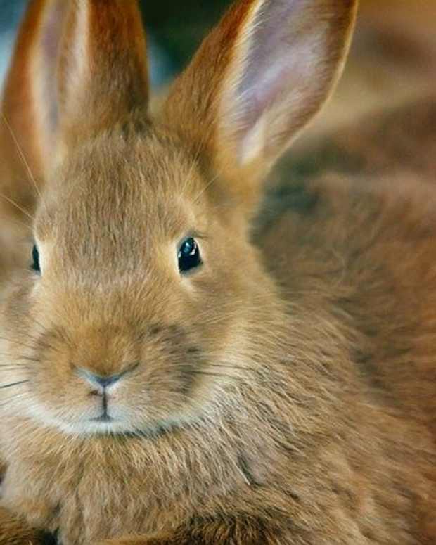 14 Reasons Why Your Bunny Might Be Sick PetHelpful By fellow animal