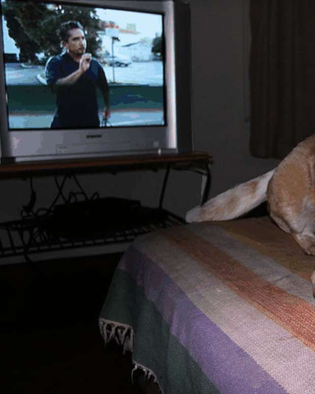 Understanding Dog Counterconditioning PetHelpful By fellow animal