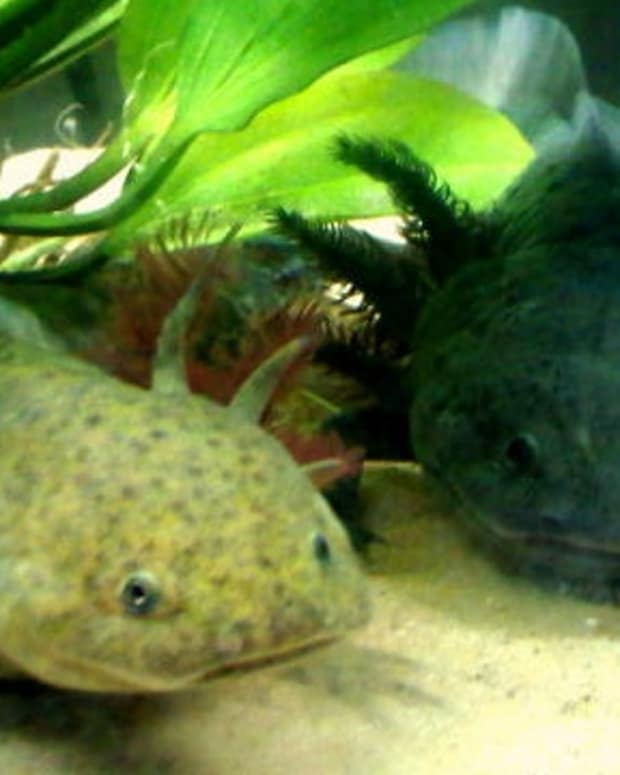 low maintenance outdoor pets