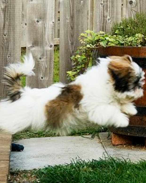 Flying With Your Pitbull? Review the IATA CR 82 Crate Requirements