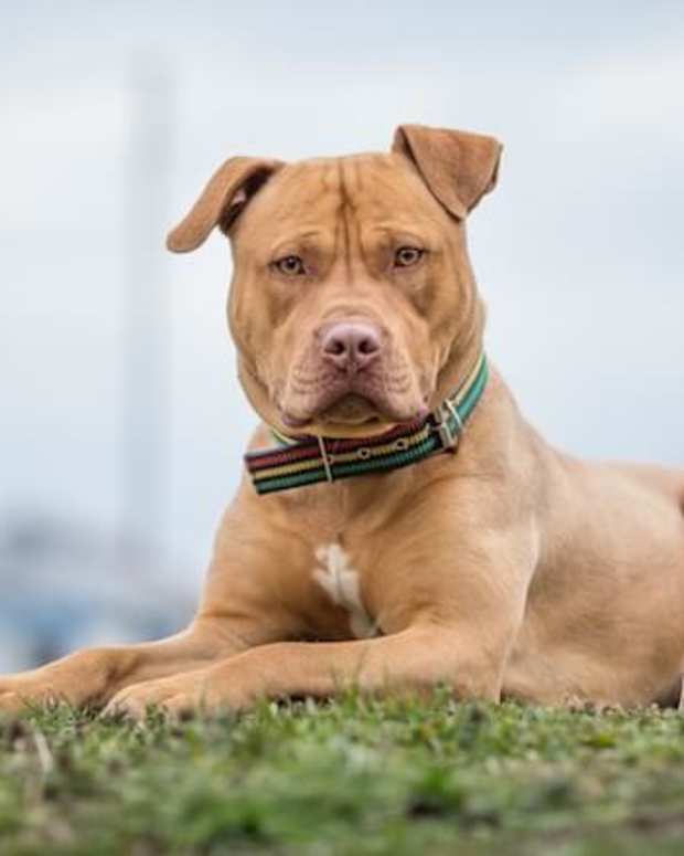 dog that looks like a pitbull but bigger