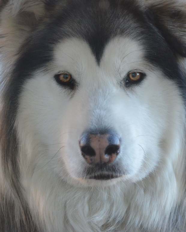 How to Groom an Alaskan Malamute PetHelpful By fellow animal lovers