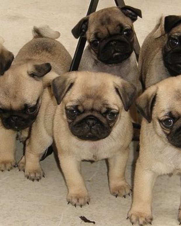 The Suffering Inbred Pug - PetHelpful - By fellow animal lovers and experts