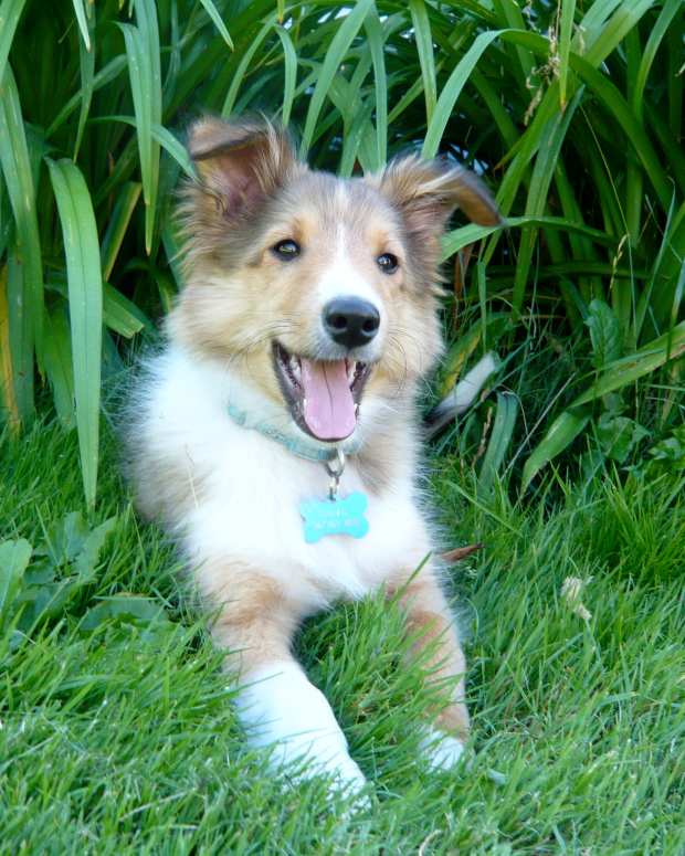 is leylandii poisonous to dogs