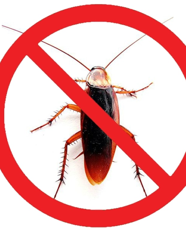 roaches rid cockroaches yourself cockroach kill eggs keep using methods lizards ways control dengarden remedies bugs bed pest natural diy