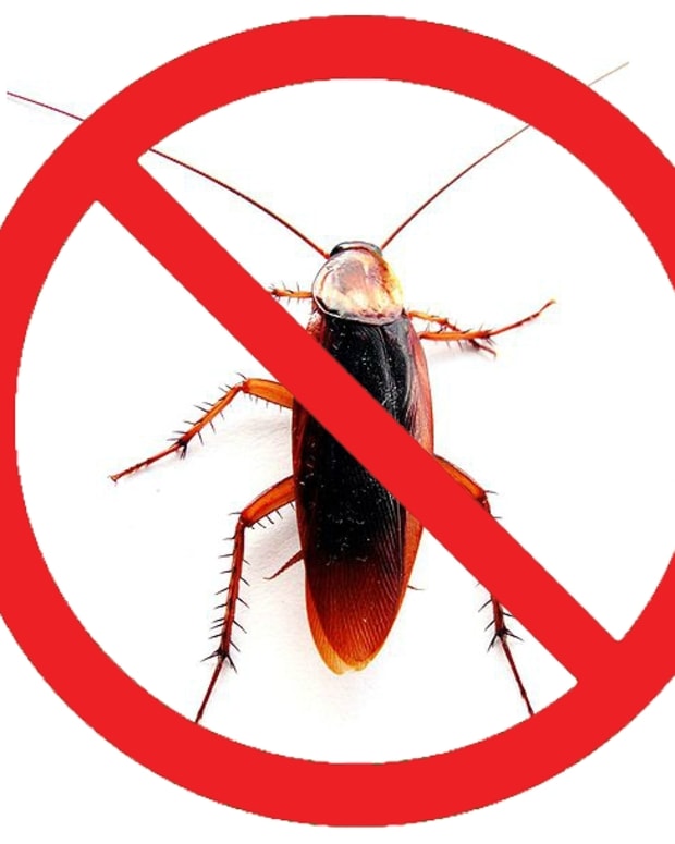 10 Ways To Keep Roaches Out Of The House Dengarden Home And Garden