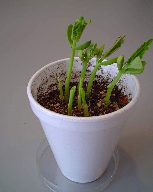 Seed Dispersal How Do Plants Spread Their Seeds? Owlcation Education