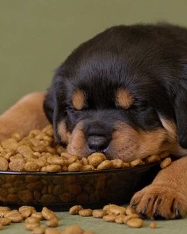 7 Easy Tips to Increase Your Dog's Lifespan PetHelpful By fellow