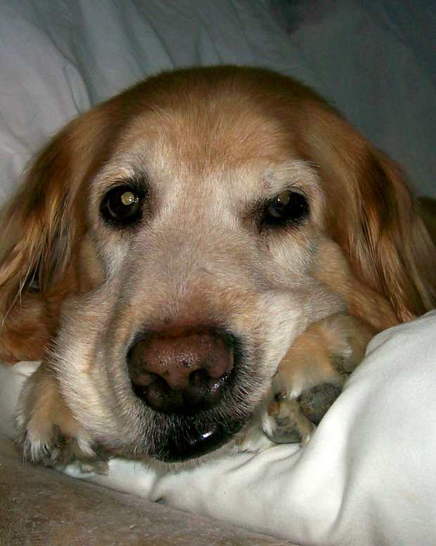 How to Protect Your Dog From Tooth and Gum Disease PetHelpful By