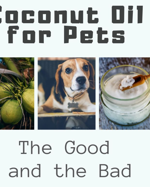 coconut flour good for dogs