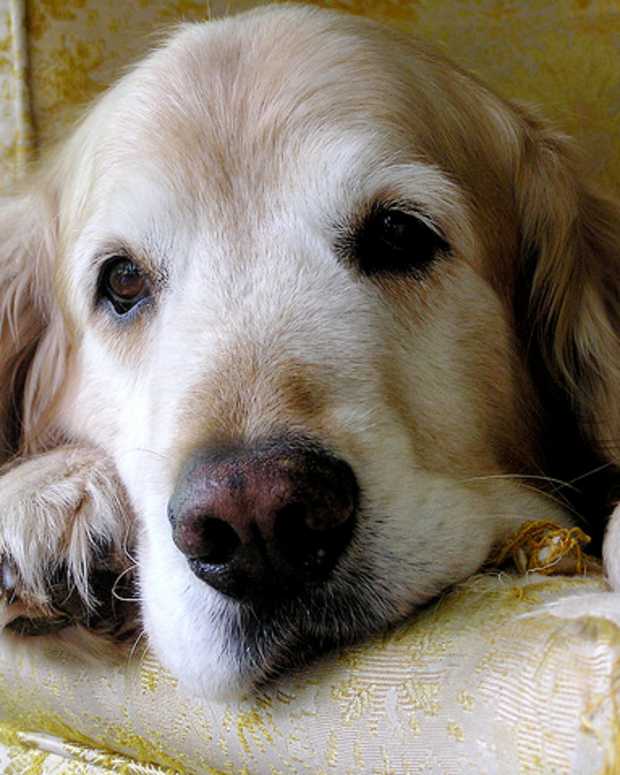 home remedies for jaundice in dogs