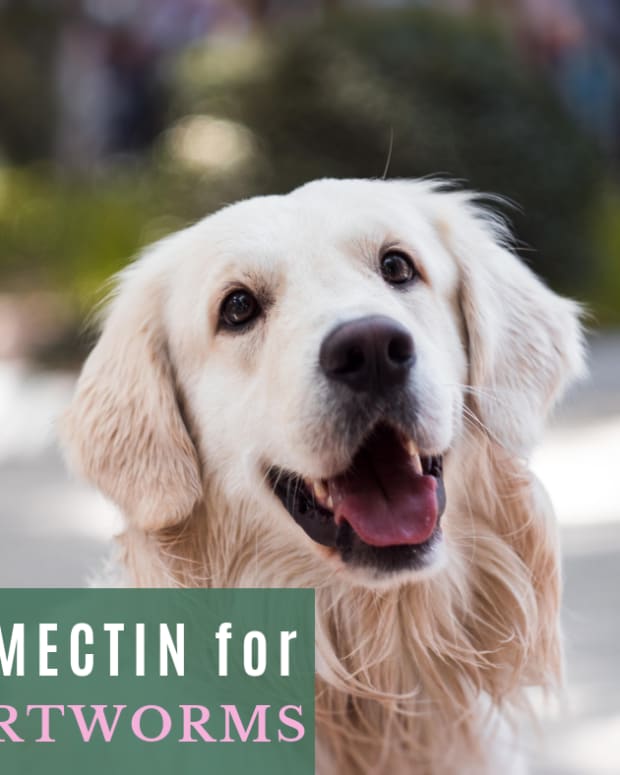 heartworm medicine without going vet