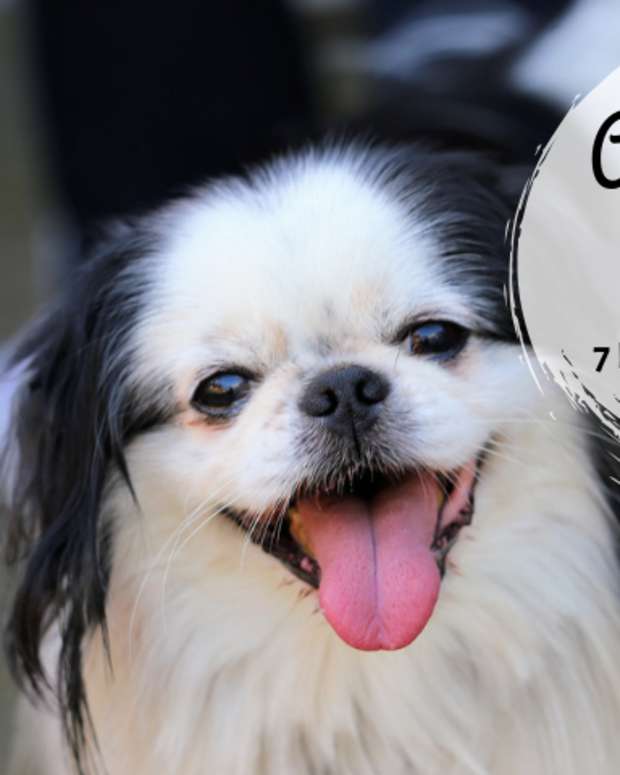 5 Best Dog Breeds for Single Women Living Alone PetHelpful By fellow animal lovers and experts