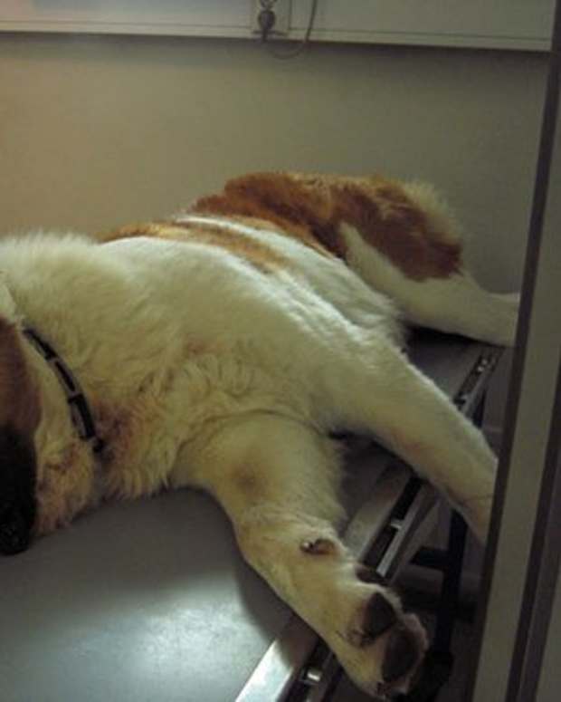 home remedies for jaundice in dogs