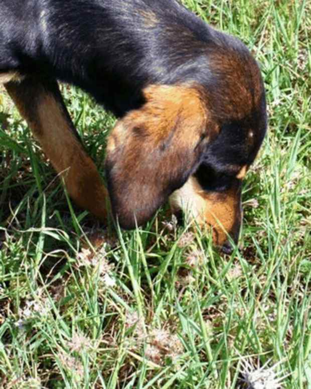 Why Is My Dog Vomiting Bile in the Morning? PetHelpful By fellow