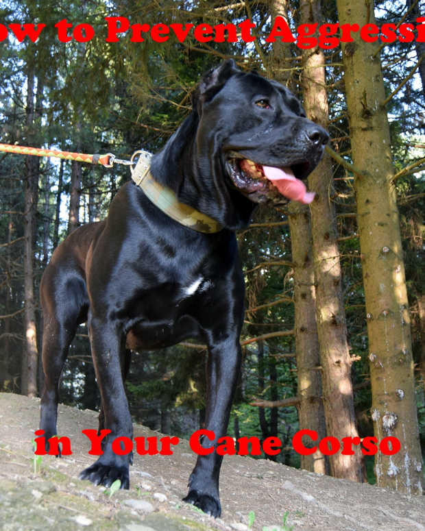 How to Prevent and Stop Food Aggression in Dogs PetHelpful By