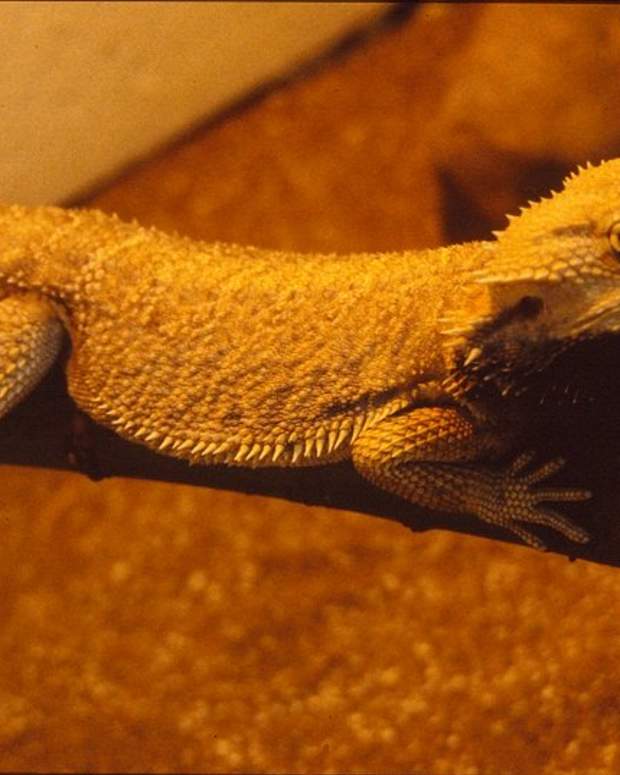 How to Tame Your Lizard (or Reptile) PetHelpful By fellow animal