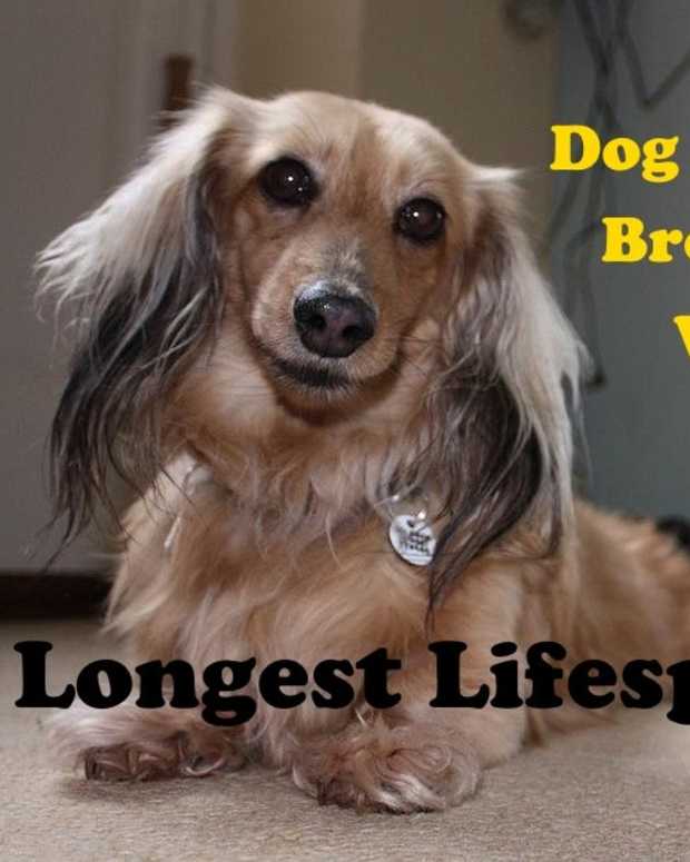 longest living giant dog breeds