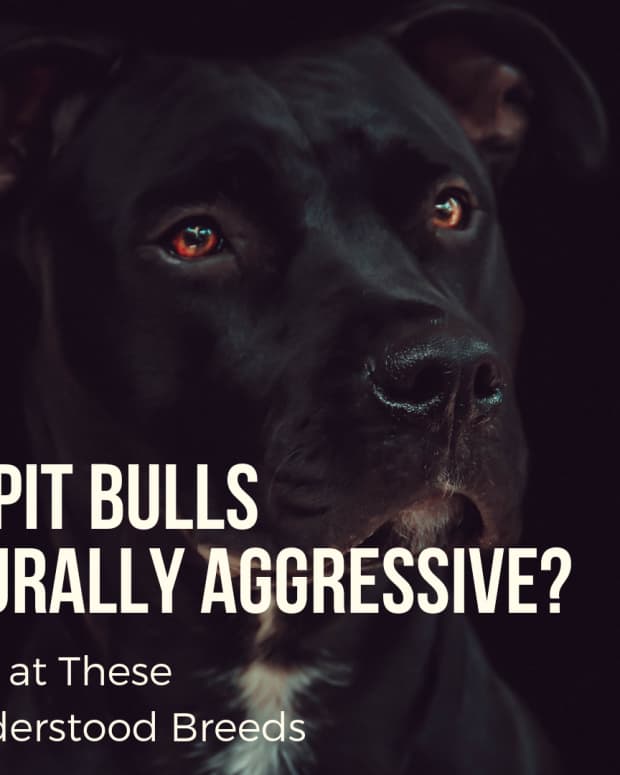 are-pit-bulls-naturally-mean