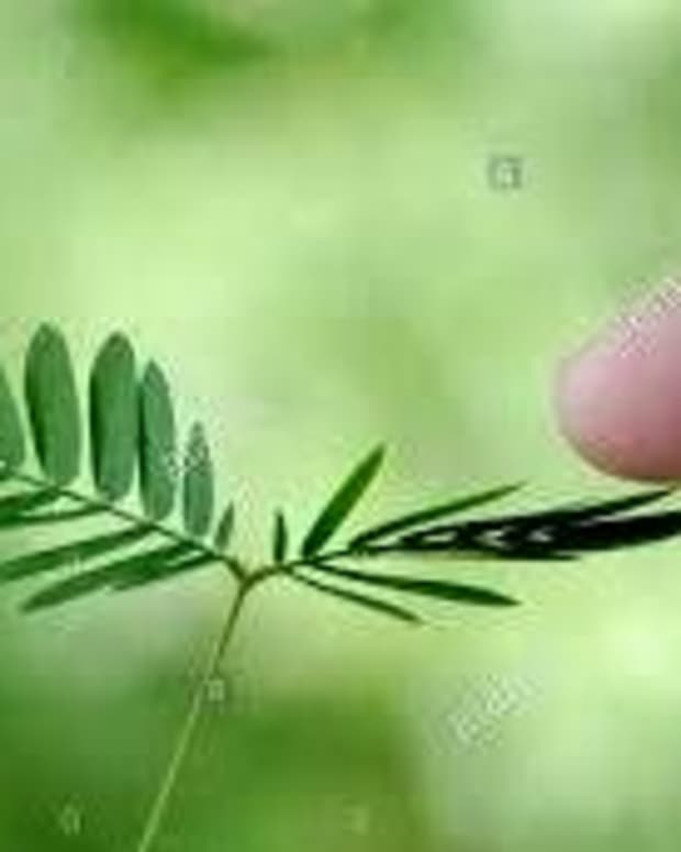 Plant Cells Vs. Animal Cells (With Diagrams) Owlcation Education