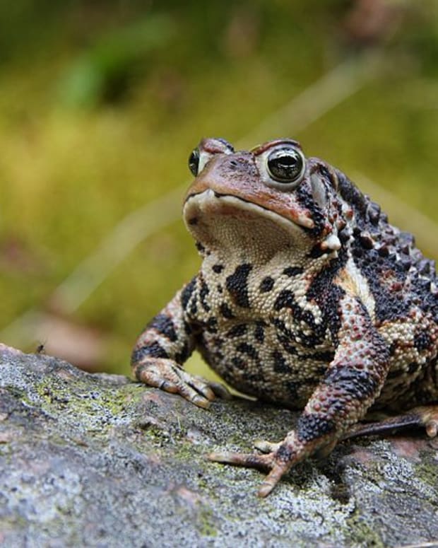 Best Pet Frogs for Beginners - PetHelpful - By fellow ...