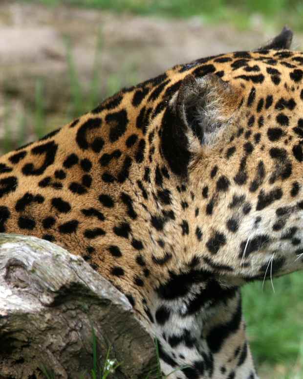 Children's Information on Endangered Animals Owlcation Education