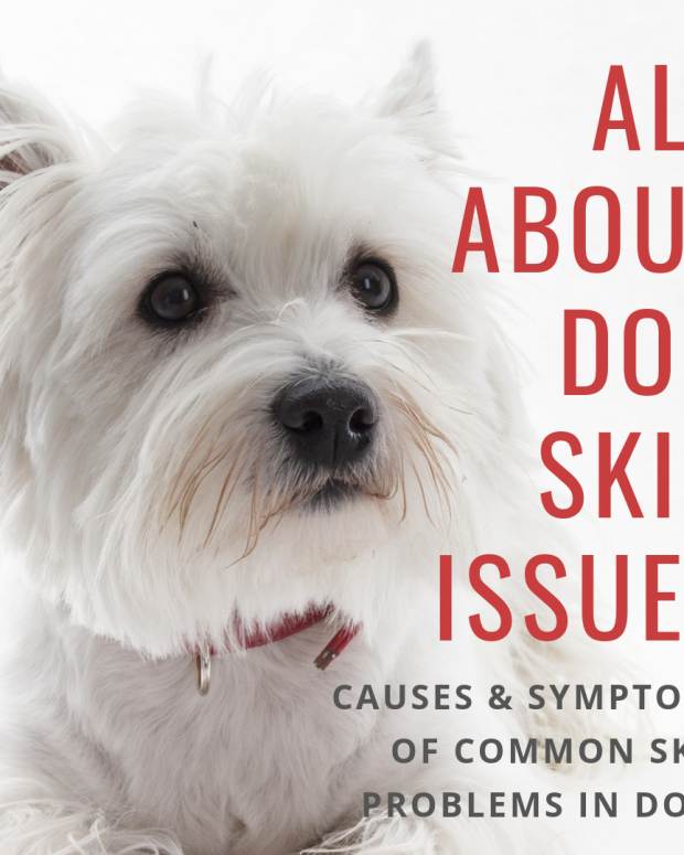 Causes Of Sagging Loose Skin In Dogs Pethelpful By Fellow Animal Lovers And Experts