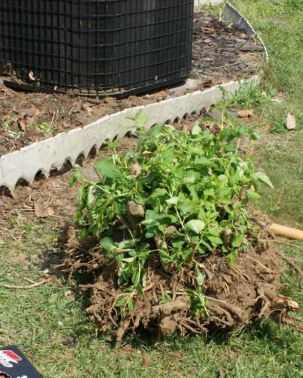 How to Remove Algae From Lucky Bamboo Stones Dengarden Home and Garden