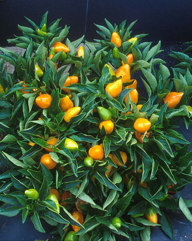 Pepper Plant Blossom Drop Causes And Prevention Dengarden Home And Pepper Plant Blossom Drop Causes And Prevention Dengarden Home And