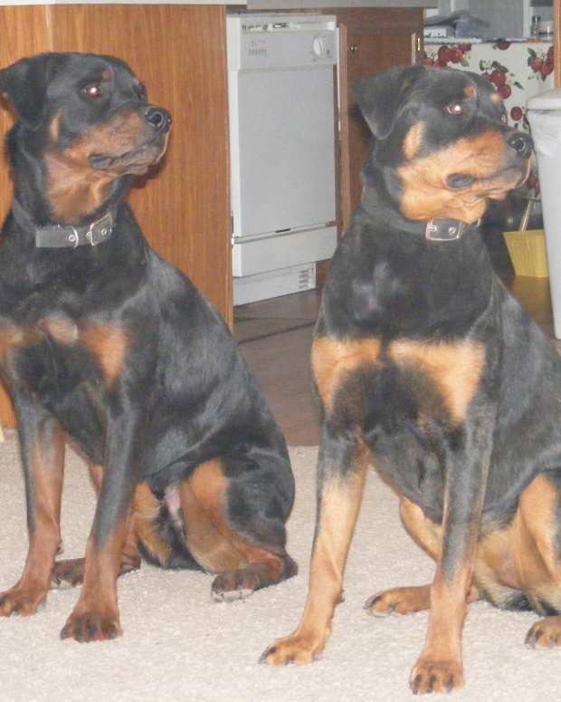 do rottweilers have webbed feet