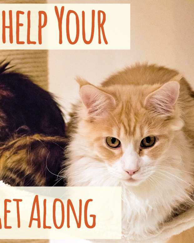 How to Introduce Kittens to Dogs Your Cats and Dogs CAN Get Along