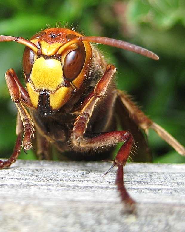 Does Mothballs Get Rid Of Wasp