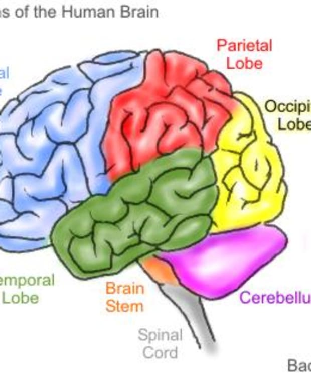 Memory Psychology: The Role of Cognition and Emotion - Owlcation ...