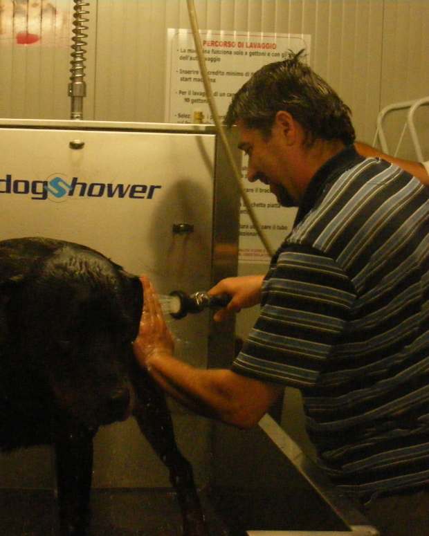 How to Correct Bad Behavior in Dogs PetHelpful By fellow animal