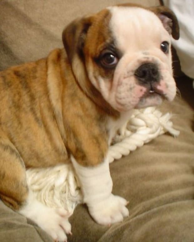 Funny Bulldog Names For Males And Females Pethelpful By Fellow Animal Lovers And Experts