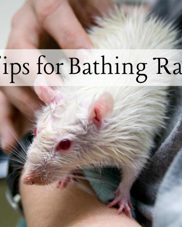 125+ Cute and Clever Names for Your Pet Rat PetHelpful By fellow