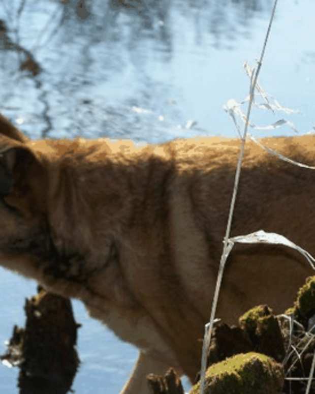 Understanding Dog Calming Signals PetHelpful By fellow animal