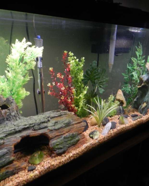 How to Get Rid of &quot;Brown Algae&quot; (Diatoms) in Freshwater