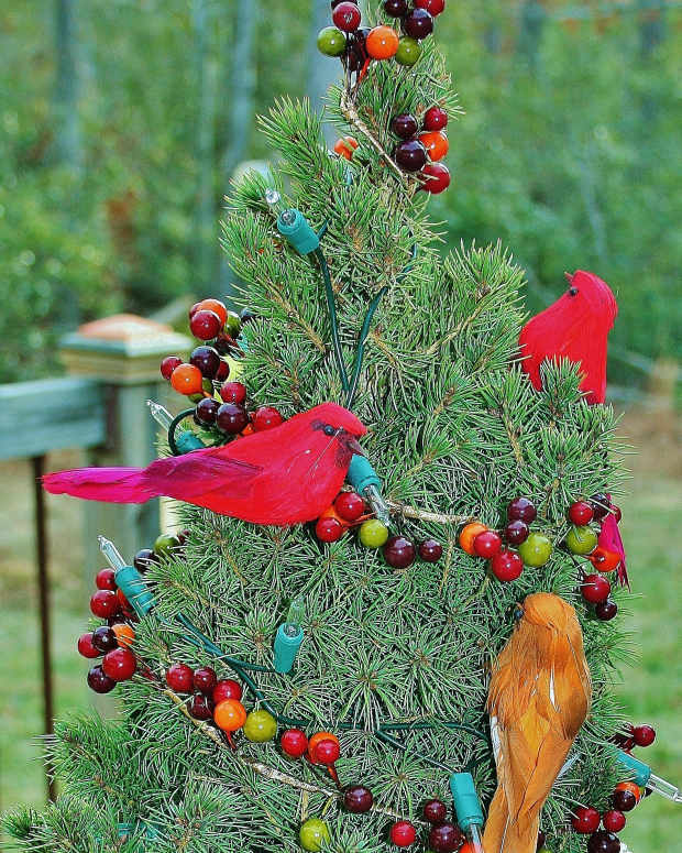 How to Plant Olive Trees Dengarden Home and Garden