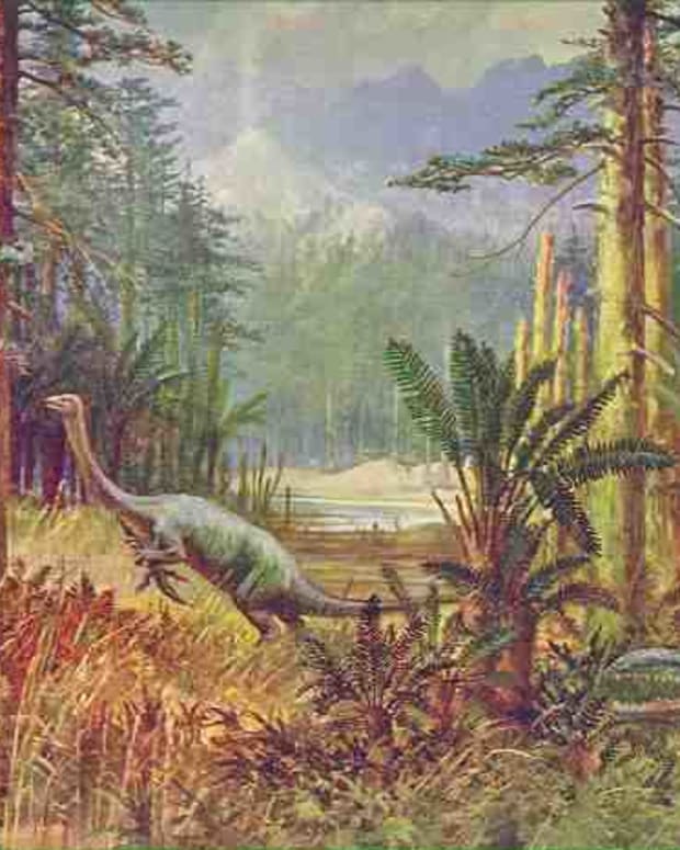 Mokele Mbembe: Is a Dinosaur Living in the Congo? - Exemplore