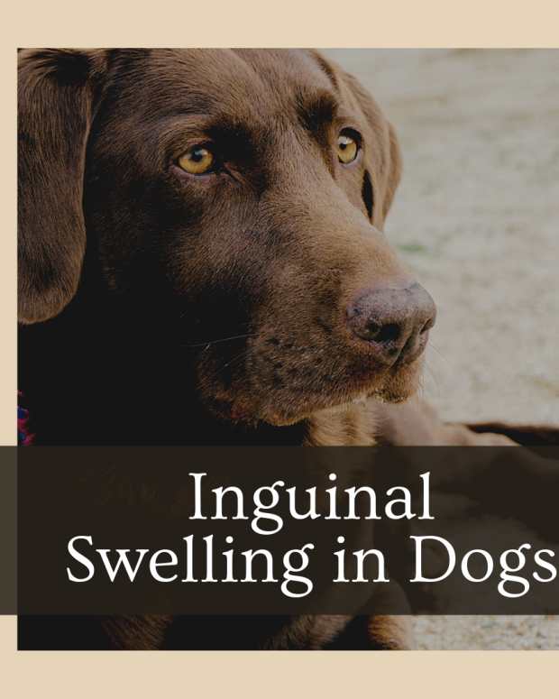 dog in heat bleeding heavy