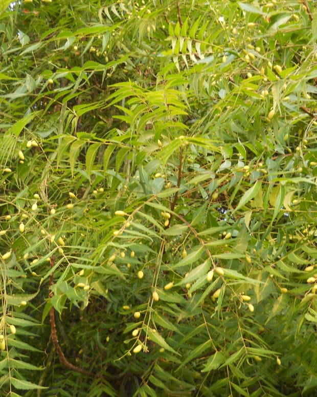 What Is Neem Oil? - Dengarden - Home and Garden