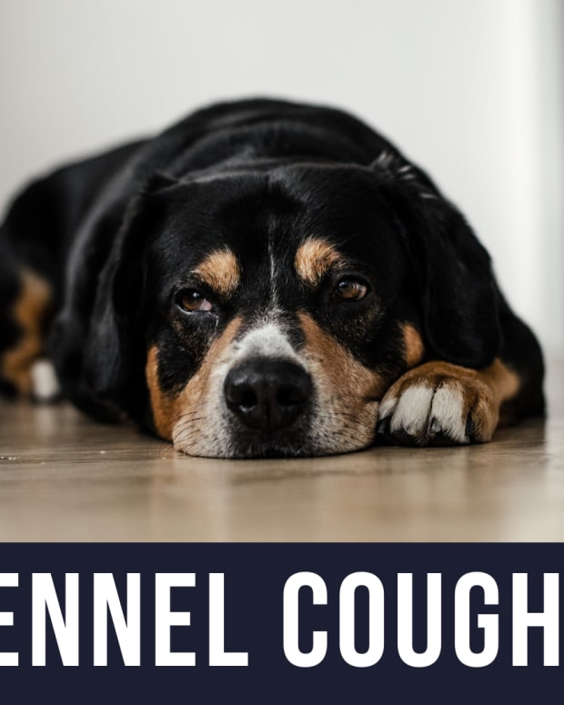 Kennel Cough in Dogs Causes, Facts, and My Experience PetHelpful