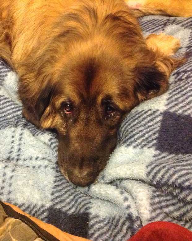 dog swallowed fish bone