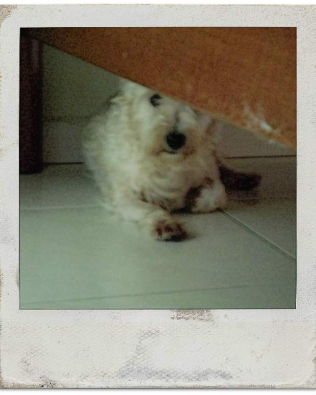 How to Help a Submissive Dog Build Confidence PetHelpful By fellow