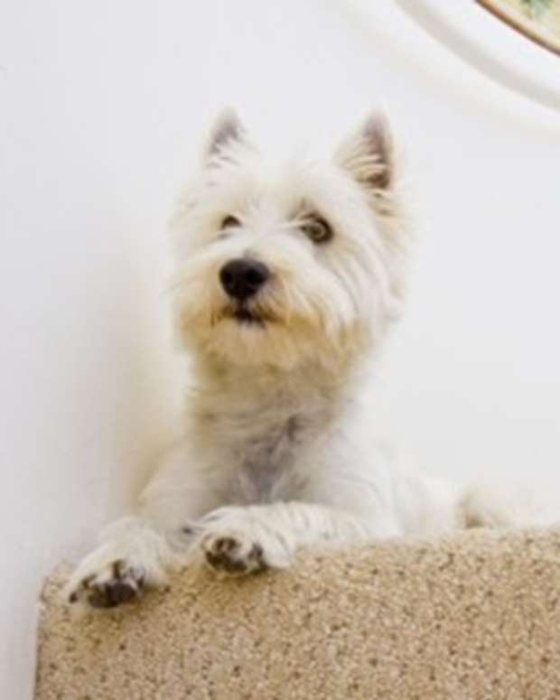 How to Get Wax Out of Your Carpet in 5 Minutes Dengarden Home and