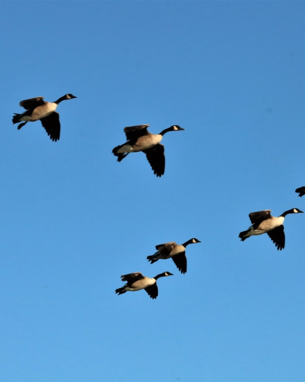 The Guinea Fowl – Interesting Facts and Information - Owlcation - Education